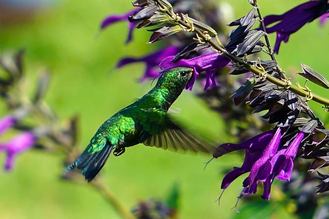 Free download hummingbird bird nature pollination free picture to be edited with GIMP free online image editor