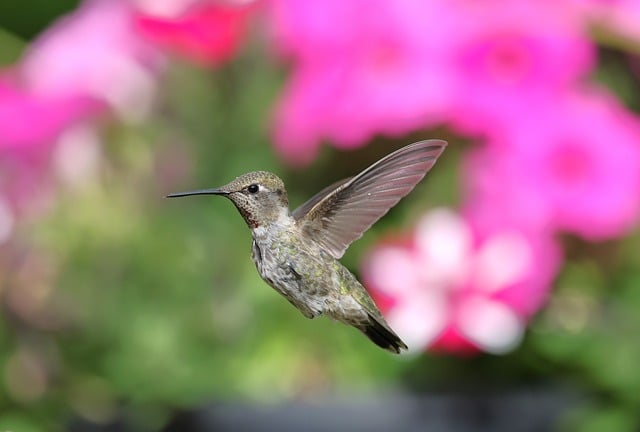 Free download hummingbird bird nature wildlife free picture to be edited with GIMP free online image editor
