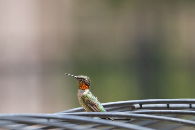 Free download hummingbird bird perched animal free picture to be edited with GIMP free online image editor