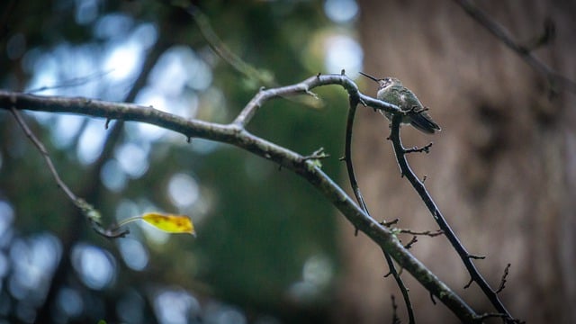Free download hummingbird bird tree branch leaf free picture to be edited with GIMP free online image editor