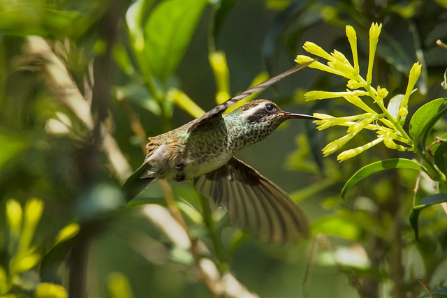 Free download hummingbird bird white eared free picture to be edited with GIMP free online image editor