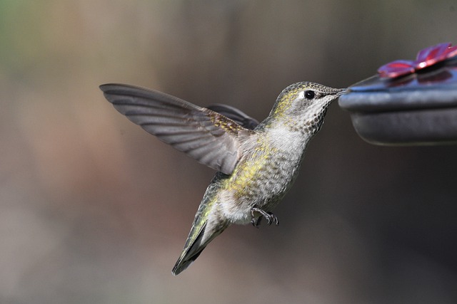Free download hummingbird bird wings wildlife free picture to be edited with GIMP free online image editor