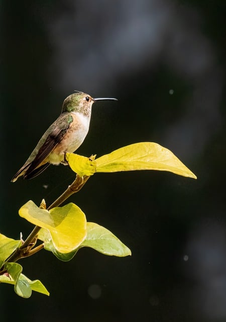 Free download hummingbird branch yellow nature free picture to be edited with GIMP free online image editor