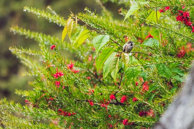Free download Hummingbird Bush Wild -  free photo or picture to be edited with GIMP online image editor