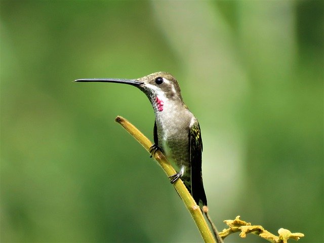 Free download Hummingbird Closeup Birding -  free photo or picture to be edited with GIMP online image editor