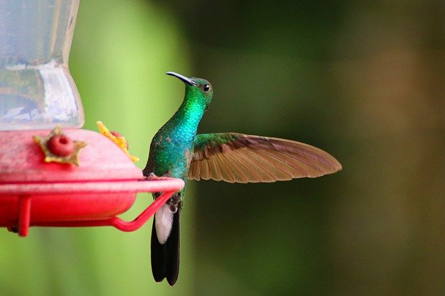 Gratis download Hummingbird Colibri Bird - gratis foto of afbeelding om te bewerken met GIMP online afbeeldingseditor