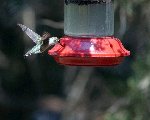 Download gratuito Hummingbird Feeder - foto o immagine gratuita da modificare con l'editor di immagini online GIMP