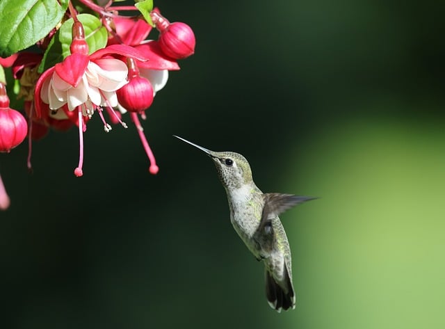 Free download hummingbird flower nature bird free picture to be edited with GIMP free online image editor