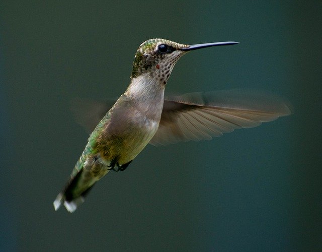 Free download Hummingbird Flying Flight free photo template to be edited with GIMP online image editor