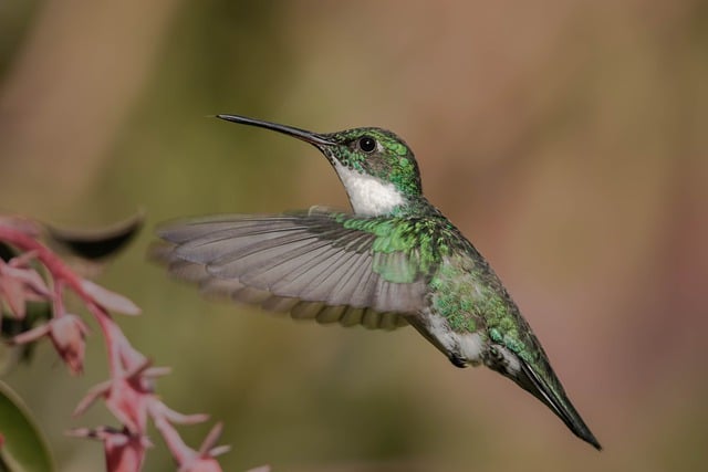 Free download hummingbird fly peak plumage pens free picture to be edited with GIMP free online image editor