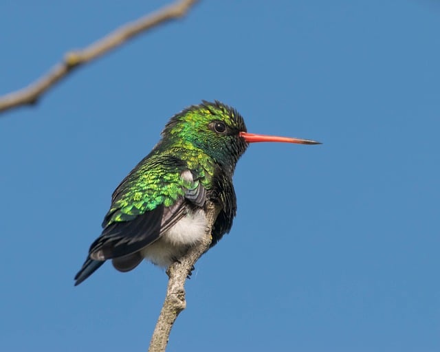 Free download hummingbird green hummingbird free picture to be edited with GIMP free online image editor
