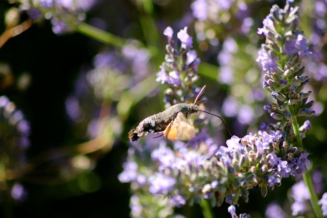 Free download Hummingbird Hawk Moth Insect -  free photo or picture to be edited with GIMP online image editor