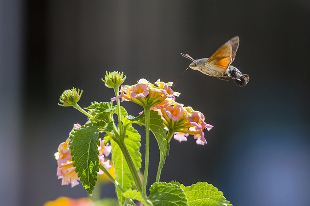 Free download hummingbird hawkmoths free picture to be edited with GIMP free online image editor