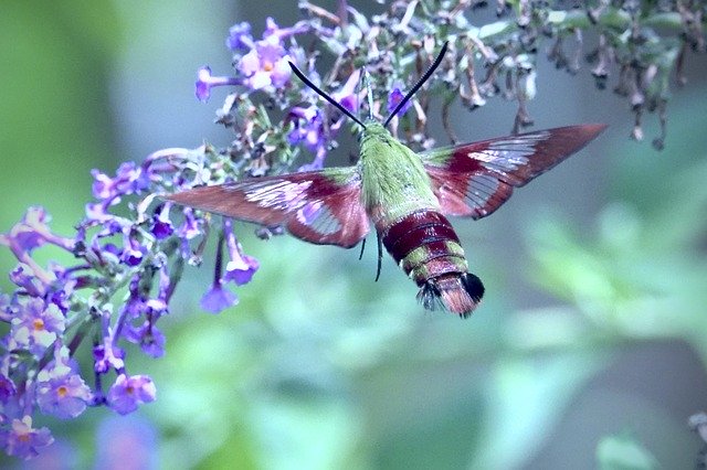 Free download Hummingbird Moth Flower -  free photo or picture to be edited with GIMP online image editor