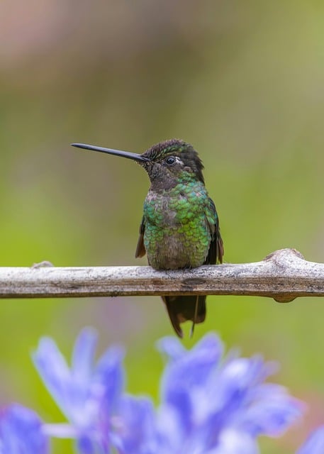 Free download hummingbird nature bird wildlife free picture to be edited with GIMP free online image editor