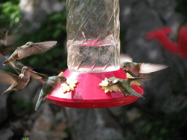 Free download Hummingbird Nature Desert -  free photo or picture to be edited with GIMP online image editor