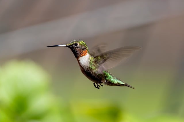Free download hummingbird ornithology birds free picture to be edited with GIMP free online image editor