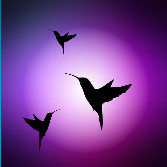 Free download Hummingbirds Fly Violet -  free illustration to be edited with GIMP free online image editor