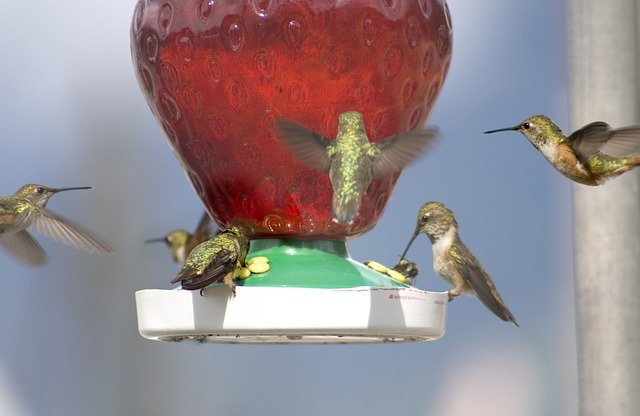 Free download Hummingbirds Nature Bird -  free photo or picture to be edited with GIMP online image editor