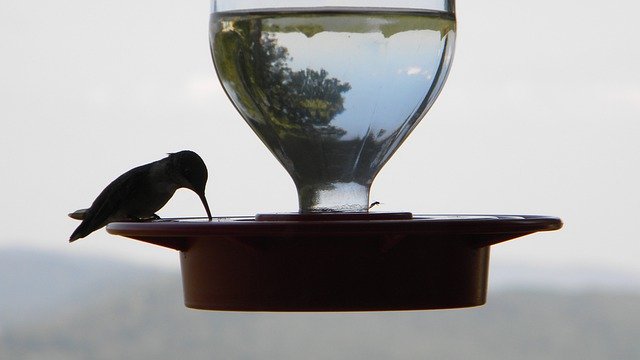 Free download Hummingbird Spring Wildlife -  free photo or picture to be edited with GIMP online image editor