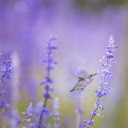 Hummingbirds suck nectar  screen for extension Chrome web store in OffiDocs Chromium