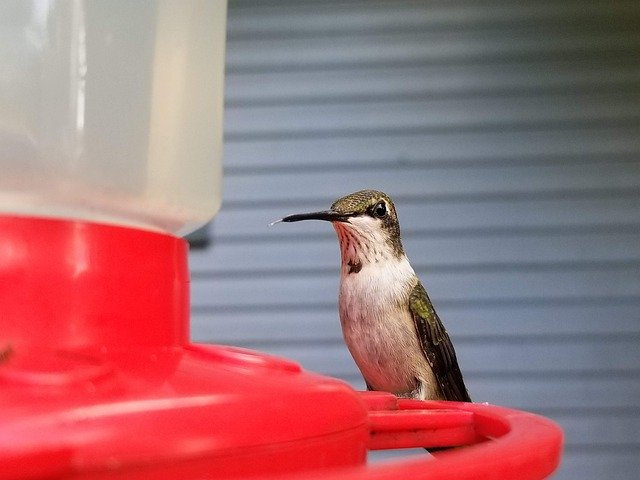 تنزيل مجاني Hummingbird Staring Drinking - صورة مجانية أو صورة ليتم تحريرها باستخدام محرر الصور عبر الإنترنت GIMP