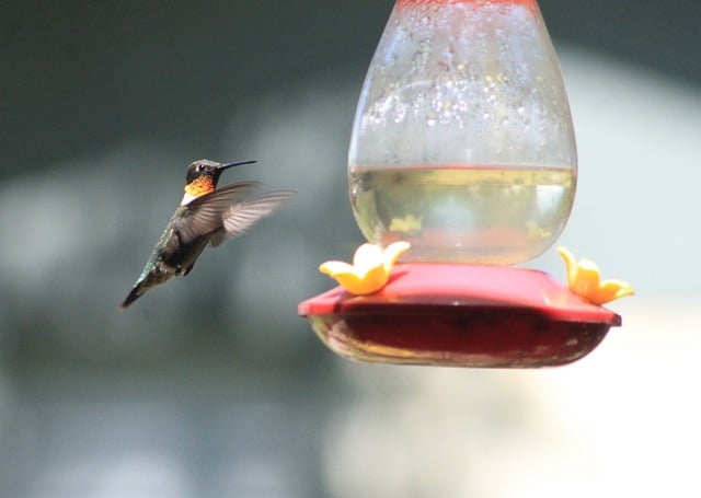 Scarica gratuitamente l'immagine gratuita di ali di colibrì per animali all'aperto da modificare con l'editor di immagini online gratuito GIMP