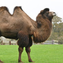 Humpback camel  screen for extension Chrome web store in OffiDocs Chromium