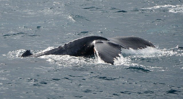 Muat turun percuma templat foto percuma Humpback Whale Blue untuk diedit dengan editor imej dalam talian GIMP