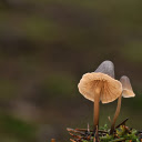 Humus Mushrooms  screen for extension Chrome web store in OffiDocs Chromium