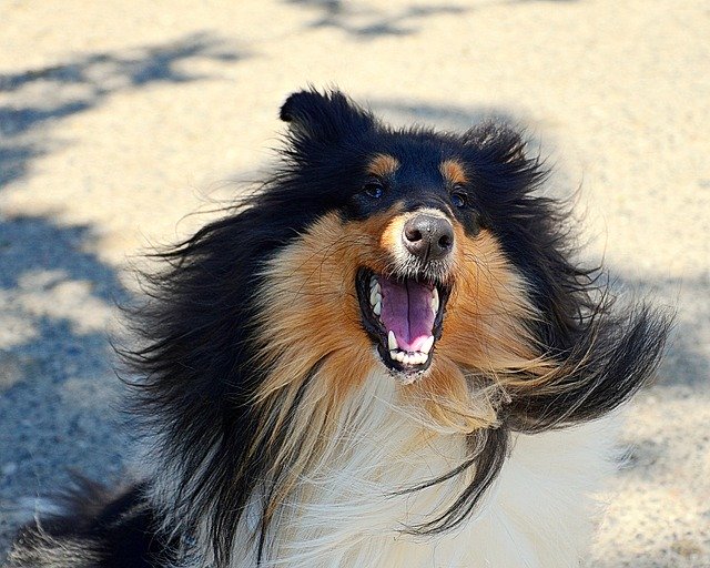 Unduh gratis Hund Colly Head - foto atau gambar gratis untuk diedit dengan editor gambar online GIMP