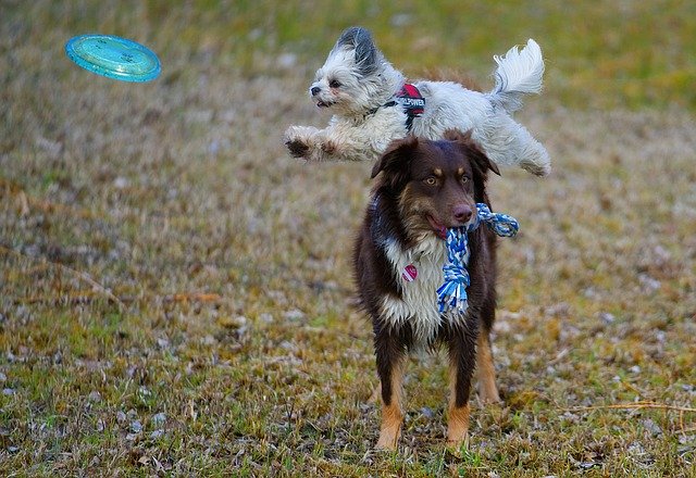 Gratis download Hundesport Dog Aussie - gratis foto of afbeelding om te bewerken met GIMP online afbeeldingseditor