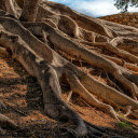 Hundred year old tree stump  screen for extension Chrome web store in OffiDocs Chromium