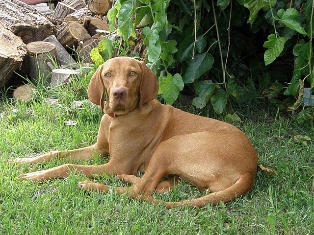 Free download hungarian vizsla hungarian hound free picture to be edited with GIMP free online image editor