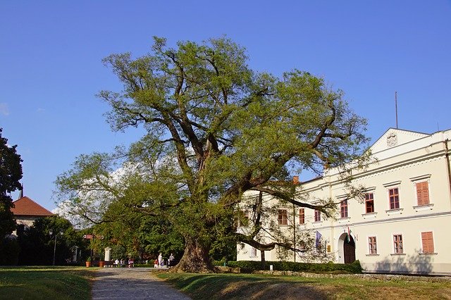 Безкоштовно завантажте Hungary Tour Tree – безкоштовну фотографію чи зображення для редагування за допомогою онлайн-редактора зображень GIMP