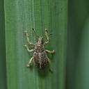 HUNGER BUG THEME  screen for extension Chrome web store in OffiDocs Chromium