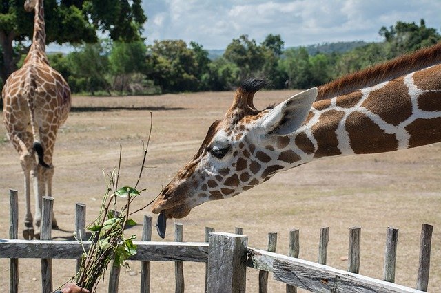 Free download Hungry Giraffe Safari Feeding Time free photo template to be edited with GIMP online image editor