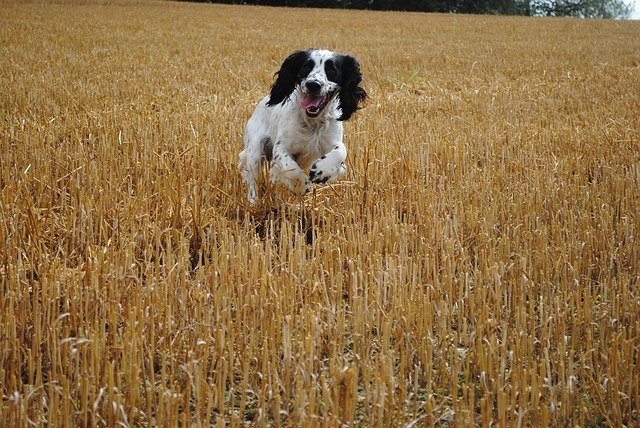 Free picture Hunting Dog Spaniel -  to be edited by GIMP free image editor by OffiDocs