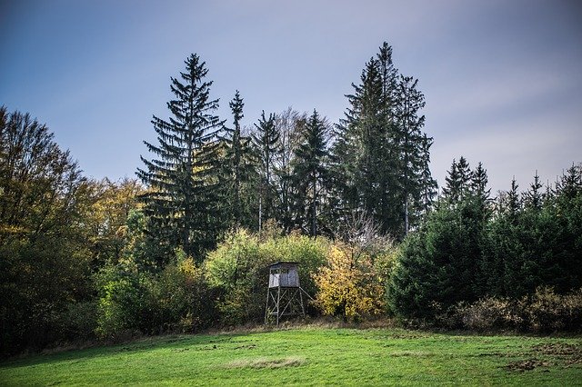 Descărcare gratuită Hunting Forest Meadow - fotografie sau imagini gratuite pentru a fi editate cu editorul de imagini online GIMP