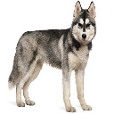 husky dog  screen for extension Chrome web store in OffiDocs Chromium