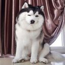 husky dog ​​wallpaper  screen for extension Chrome web store in OffiDocs Chromium