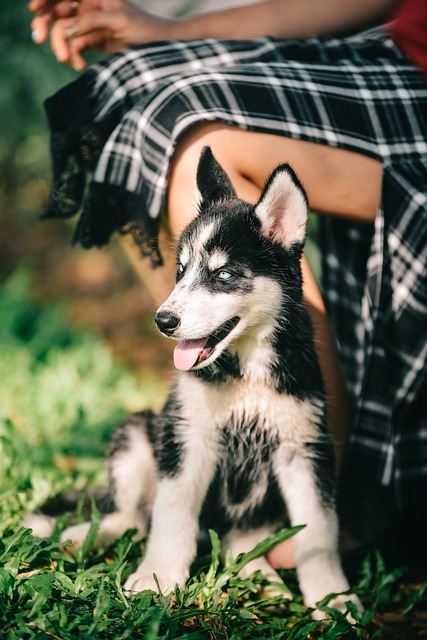 Free download husky puppy dog canine animal free picture to be edited with GIMP free online image editor