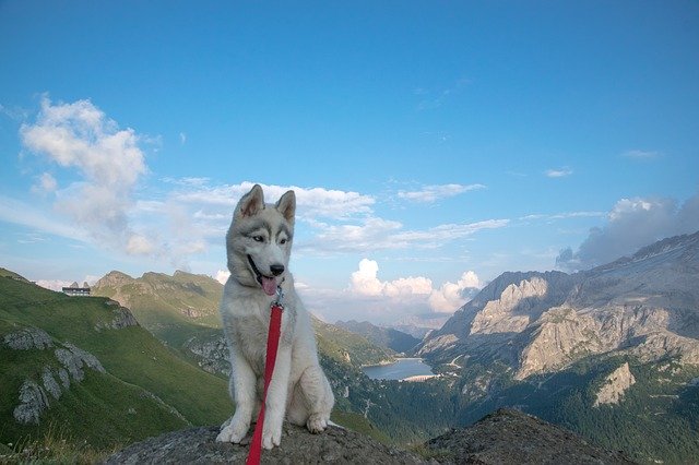 Muat turun percuma templat foto percuma Husky Siberian Puppy untuk diedit dengan editor imej dalam talian GIMP