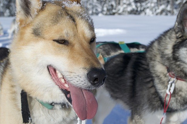 Unduh gratis Husky Snow Sweden - foto atau gambar gratis untuk diedit dengan editor gambar online GIMP