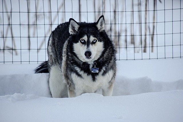 Безкоштовно завантажте Husky Winter Dog - безкоштовну фотографію або зображення для редагування за допомогою онлайн-редактора зображень GIMP