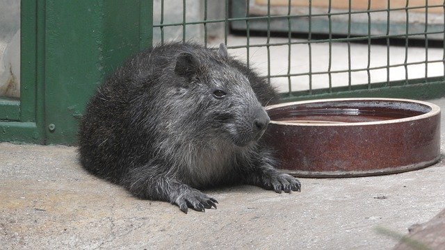 Free download Hutia The Cuban Capromys -  free photo or picture to be edited with GIMP online image editor