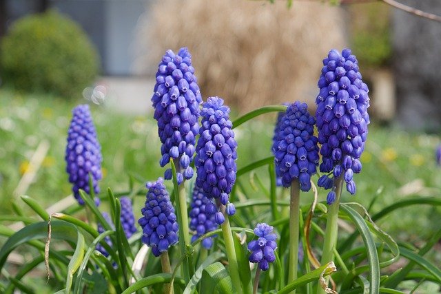 Free download Hyacinth Blue Spring Flower Close -  free photo or picture to be edited with GIMP online image editor