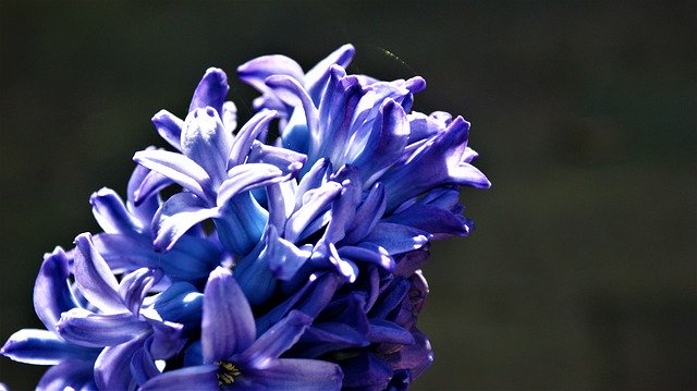 Free download Hyacinth Blue Sunlight Delfts -  free photo or picture to be edited with GIMP online image editor