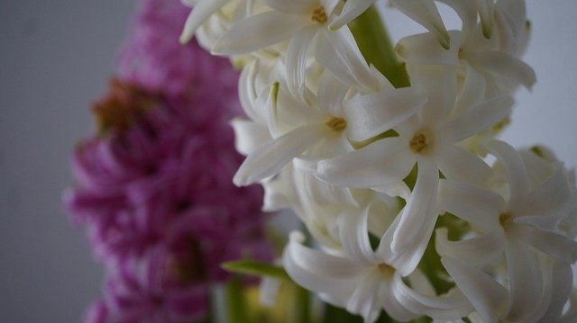Bezpłatne pobieranie Hiacynt Kwiatowe Kwiaty darmowy szablon zdjęć do edycji za pomocą internetowego edytora obrazów GIMP