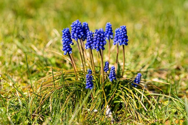 Free download hyacinth flower meadow free picture to be edited with GIMP free online image editor